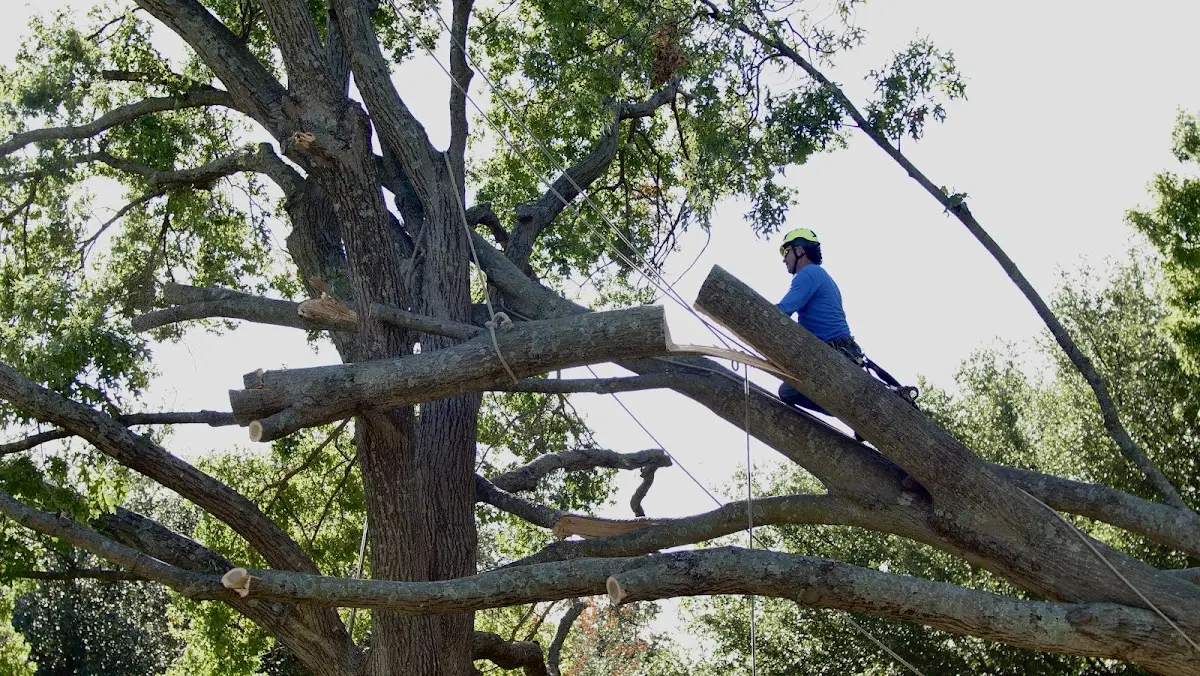 Professional Hazardous Tree Removal performed by certified arborists in Bethany